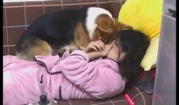 女子爆料杀柯基视频大全,网络暴力与动物保护的反思